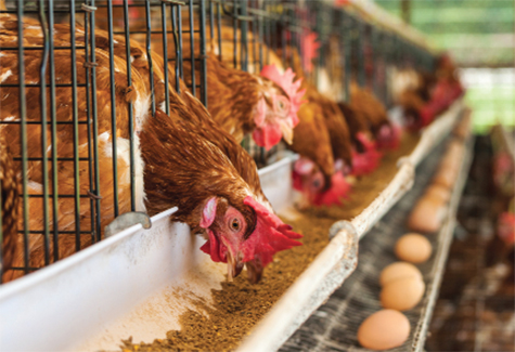 Investissement dans la haute technologie pour élargir le marché d exportation de la viande de volaille
